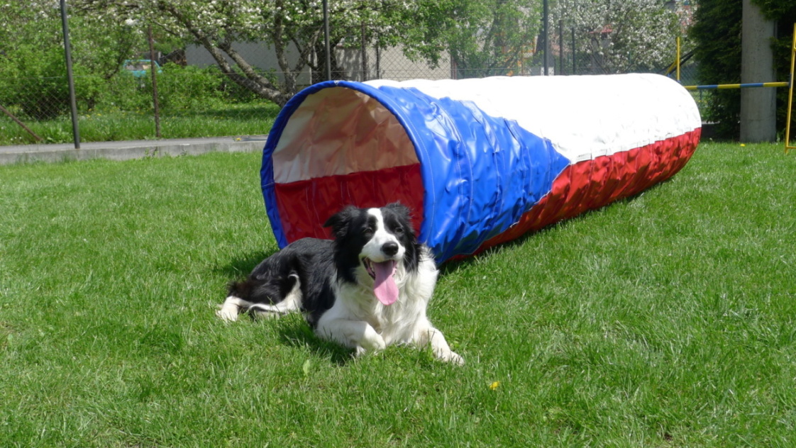 Official Agility Tunel for World Cup 2012 - 01