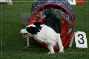 agility-border-collie-a24173958.jpg